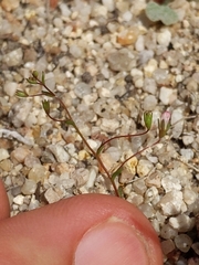 Nemacladus secundiflorus robbinsii