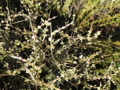 Eriocephalus spinescens