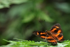 Symbrenthia hypselis