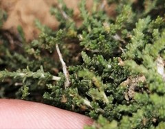 Eriocephalus spinescens