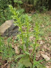 Platanthera holmboei
