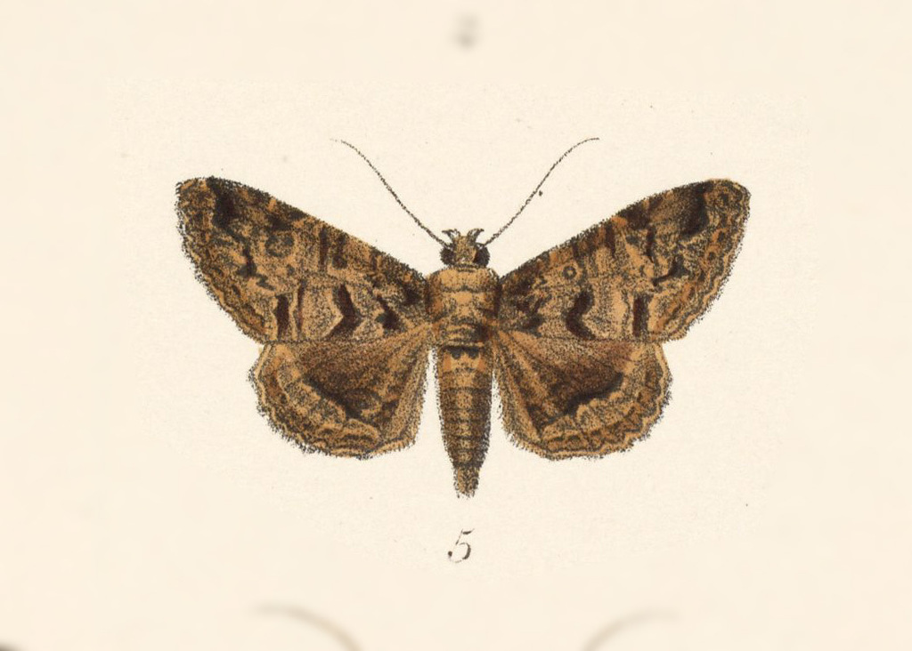 Metria aenia