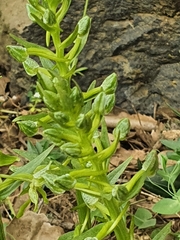 Platanthera holmboei