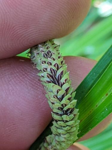 Image of Carex barbarae by (c) Ken-ichi Ueda, some rights reserved (CC BY)