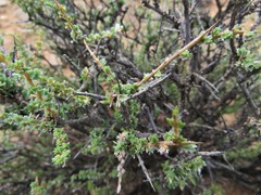 Eriocephalus spinescens