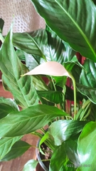 Spathiphyllum wallisii