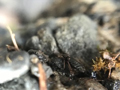 Lesteva longoelytrata