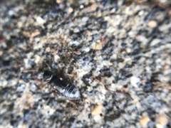 Lesteva longoelytrata