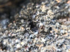 Lesteva longoelytrata