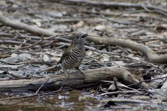 Chrysococcyx lucidus plagosus