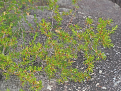 Cliffortia atrata