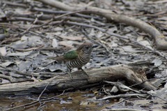 Chrysococcyx lucidus plagosus