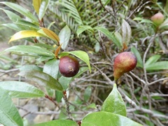 Ficus pyriformis