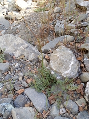 Perideridia californica