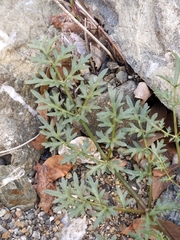 Perideridia californica