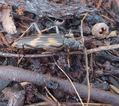Phoracantha semipunctata