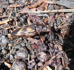 Phoracantha semipunctata