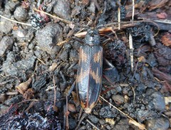 Phoracantha semipunctata