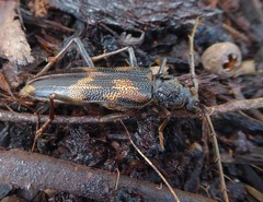 Phoracantha semipunctata