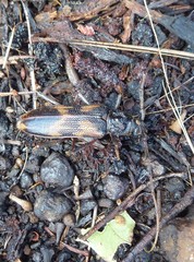 Phoracantha semipunctata