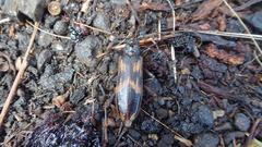 Phoracantha semipunctata