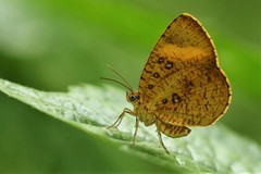 Tetragonus lycaenoides