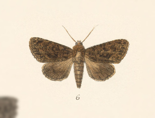Speocropia aenyra