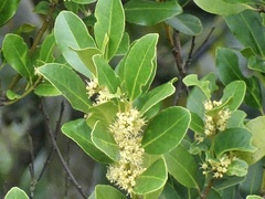 Buxus sinica