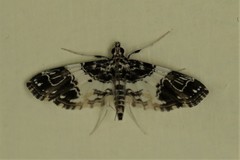 Paracymoriza albifascialis