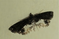 Paracymoriza albifascialis
