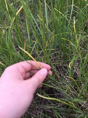 Eleocharis quadrangulata