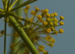 Opopanax chironium