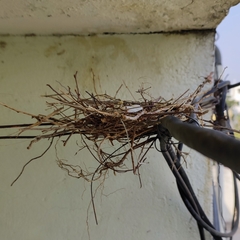 Streptopelia senegalensis