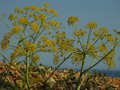 Opopanax chironium