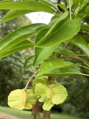 Terminalia calamansanai