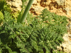 Opopanax chironium