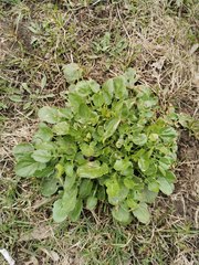 Barbarea vulgaris