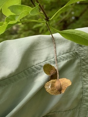 Terminalia calamansanai