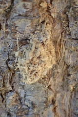 Insecta