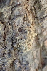 Insecta