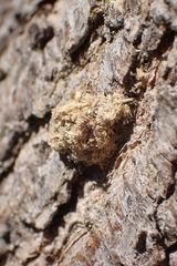 Insecta