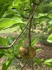 Terminalia calamansanai