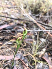 Pterostylis rubescens