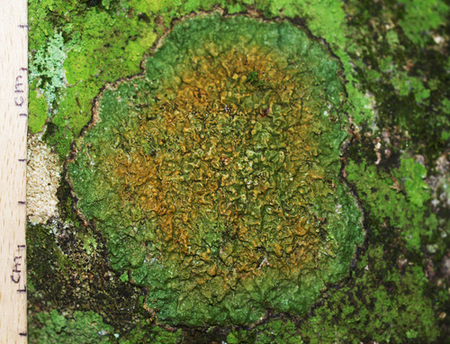 Porina exocha image