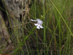 Westringia tenuicaulis