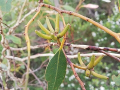 Eucalyptus cornuta