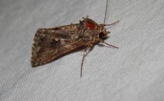 Ctenoplusia limbirena