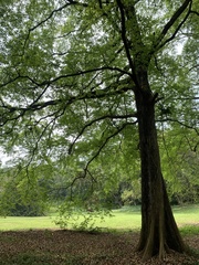 Terminalia calamansanai
