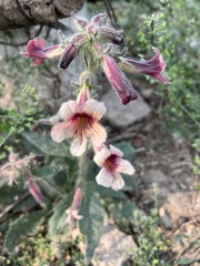 Rehmannia glutinosa
