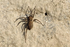 Araneae